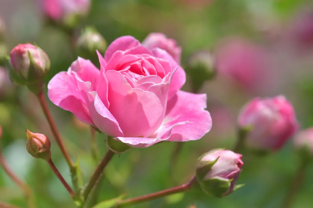 Jak dbać o róże w przydomowym ogrodzie?