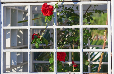 Jakie róże można także sadzić w doniczkach na patio? 